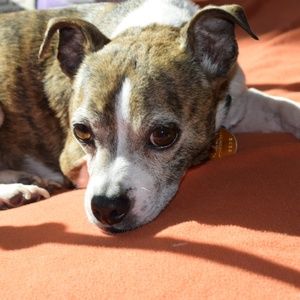 Meet your Posher, Abby